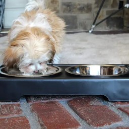 Elevated Dog Bowls Raised Steel Pawprint Feeder