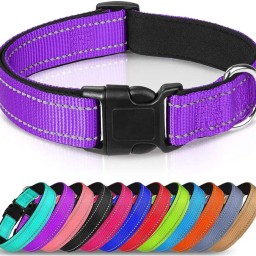 Reflective Neoprene Adjustable Padded Nylon Dog Collar