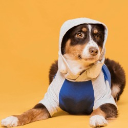 Dog Clothes